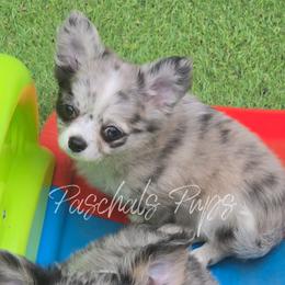 Lola - Merle female Chihuahua puppy in Bowdon, Georgia from Paschal's Pups