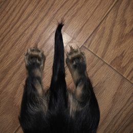 Dachshund All Grown Up from Desert Sunset Dachshunds