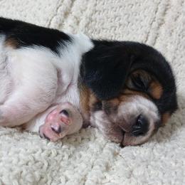 Bella - Black brown and white female Basset Hound puppy in Dixon, Missouri from Kickapoo Bassets