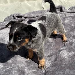 Julio - Blue mottled male Australian Cattle Dog puppy in Seneca, Missouri from MO Morningstar Heelers