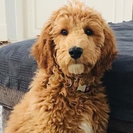 Goldendoodles and Whoodles from Downsville Doodles