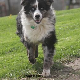 Flash - Black & white male Miniature Australian Shepherd puppy in Ionia, Iowa from Sapphire Stables