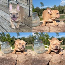Forest - Blue fawn male French Bulldog puppy in Saucier, Mississippi from Mississippi Sound Frenchies