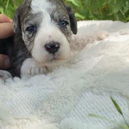 Cannoli - Blue merle and white female Sheepadoodle puppy in Columbia, Tennessee from Primrose Cottage Puppies