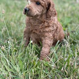 Poodle Puppies from Prodigy Farms Therapy Dogs