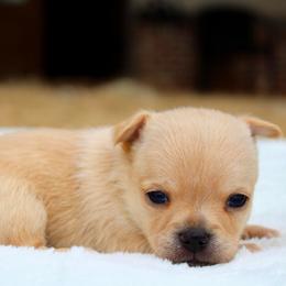 Apple - Fawn male Chihuahua puppy in Forsyth, Georgia from Brooks Grove Canines LLC