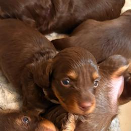 White Girl - Chocolate and tan female Dachshund puppy in Massies Mill, Virginia from Pigeon Hill Dachshunds
