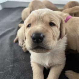 Labrador Retriever Puppies from Sun Ridge Labradors