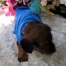 Dachshund Puppies from CLARK'S BREEDING PROGRAM