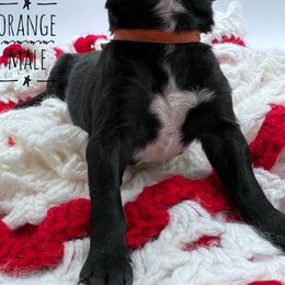 Goldendoodle and Poodle Puppies from Trammell’s Southern Pups