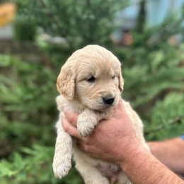Dark pink collar - Golden female Golden Retriever puppy in Rainier, Washington from Hanson’s NW Goldens & Doodles