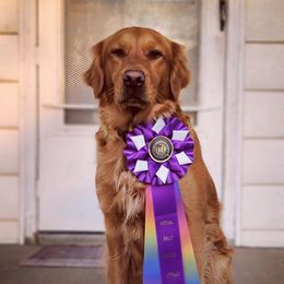 Ellie - Golden Retriever