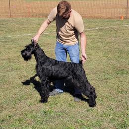 Dover - Giant Schnauzer