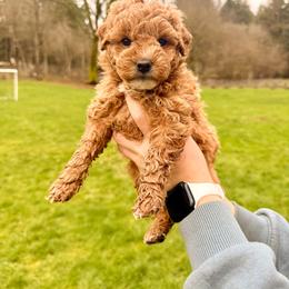 Sugar - Apricot female Goldendoodle puppy in Battleground, Washington from Doodles Delight PNW