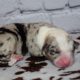 Donald - Blue merle and white male Cardigan Welsh Corgi puppy in Rigby, Idaho from Star N Cardigan Corgis