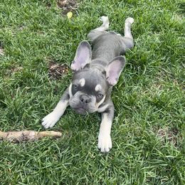 French Bulldog Puppies from Prestige French Bulldogs