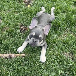 French Bulldog Puppies from Prestige French Bulldogs