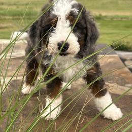 Bernedoodle and Cockapoo Puppies from Waggle Doodles