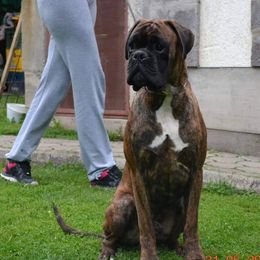 Drago - Boxer