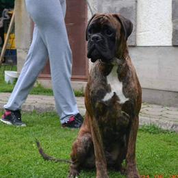 Drago - Boxer