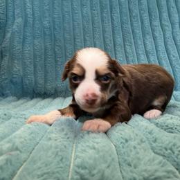 Boy 1 - Chocolate male Chinese Crested puppy in Aberdeen, Idaho from Willow Creek Cresteds