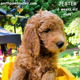 Jester - Red  male Goldendoodle puppy in Greer, South Carolina from South Paw Doodles