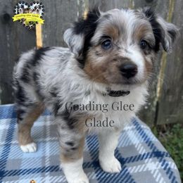 Miniature American Shepherd, Miniature Australian Shepherd, and Toy Australian Shepherd Puppies from Goading Glee Glade