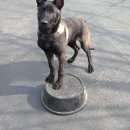 Belgian Malinois and Boston Terrier Puppies from SB & Raksha