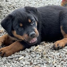 Rottweiler Puppies from Cross Creek Rottweilers