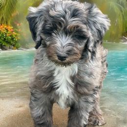 Bernedoodle Puppies from Land of Oz Doodles