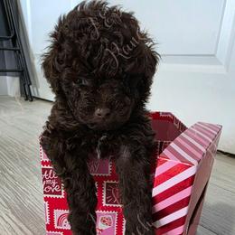 Silverado - Brown and white male Aussiedoodle puppy in Loveland, Colorado from A&L Ranch Aussiedoodles