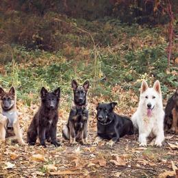 German Shepherds from Singleton Shepherds