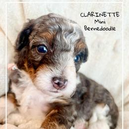 CLARINETTE - Chocolate merle female Bernedoodle puppy in Houston, Texas from Pia’s Doodle Poodle Wag
