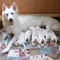Berger Blanc Suisse Puppies from Victorious White Shepherds