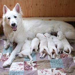 Berger Blanc Suisse Puppies from Victorious White Shepherds
