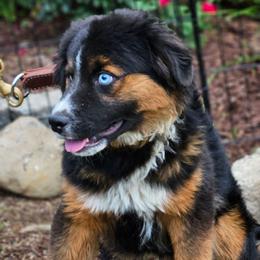 Simba - Black tri male Miniature Australian Shepherd puppy in Bethany, Connecticut from Tini Thyme Mini Aussies