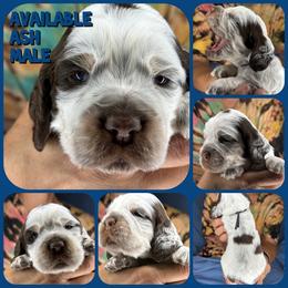 Ash - Liver white and roan male English Springer Spaniel puppy in Billings, Montana from M&M Fuzzy Bottom Friends