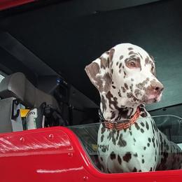 Dalmatian All Grown Up from Rosais Acres LLC