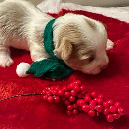 Macchiato-Black collar - Chocolate, tan and white male Yorkshire Terrier puppy in Selden, New York from Alisha's Yorkshire Terriers