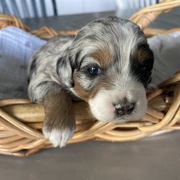 Belle - female Australian Mountain Doodle puppy in Jerome, Idaho from Tolman Acres