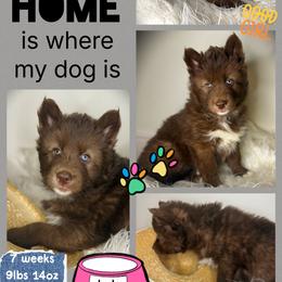Jadewood - Red and white female Siberian Husky puppy in Florence, Kentucky from Moonlight Howl Huskies