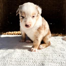 Sunny - Red merle female Australian Shepherd puppy in Unionville, Iowa from Soap Creek Kennels