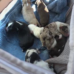 Miniature Australian Shepherd puppies from Marii's Aussies