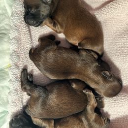 Soft Coated Wheaten Terriers from Koontz Family Wheatens