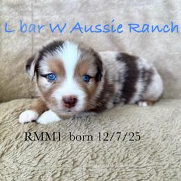 Uncle Abe - Red merle male Miniature Australian Shepherd puppy in Midway, Texas from L Bar W Aussie Ranch