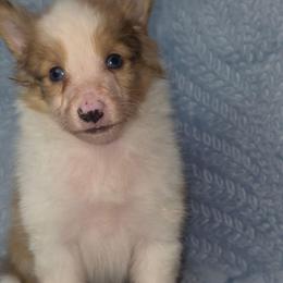 G-1 - Sable and white female Shetland Sheepdog puppy in Citra, Florida from Southpaw Herders LLC
