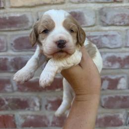 Boy 1 - Blenheim male Cavapoo puppy in Roseville, California from Lipscomb Doodles