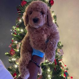 Pumpkin - Red  male Goldendoodle puppy in Richmond, Texas from Harper’s Heartbeats