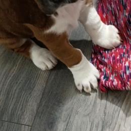 Long Tall Sally - Brown black and white female Basset Hound puppy in Imler, Pennsylvania from Happy Hounds