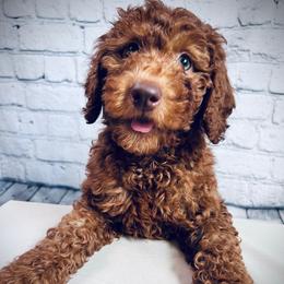 Yellow Female Princess Belle - Red  female Poodle puppy in Plainwell, Michigan from Northern Heart Standards